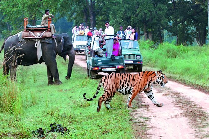 Jim Corbett Safari